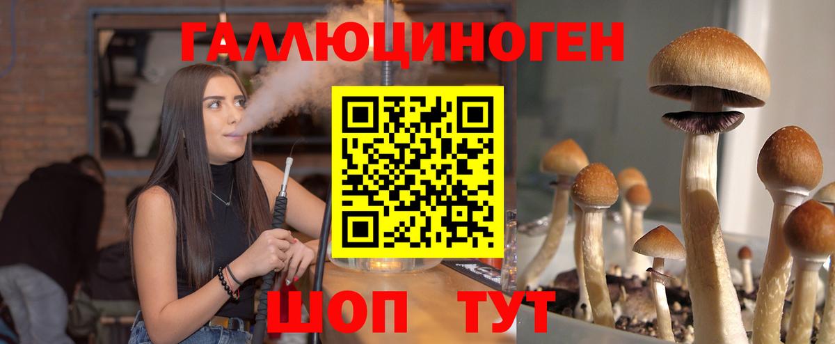 Бийск  Галлюциногенные грибы Psilocybine cubensis  Вход с VPN 